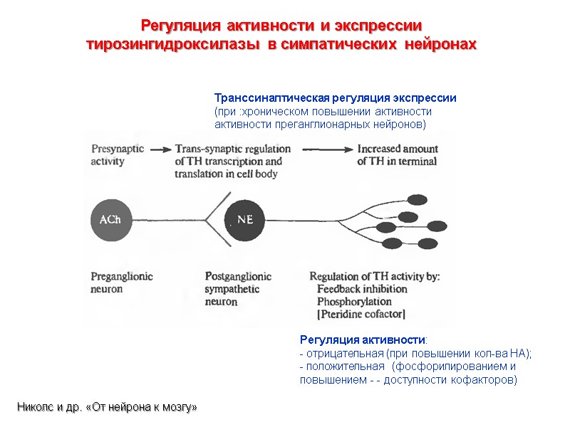 Регуляция активности и экспрессии тирозингидроксилазы в симпатических нейронах Регуляция активности: - отрицательная (при повышении